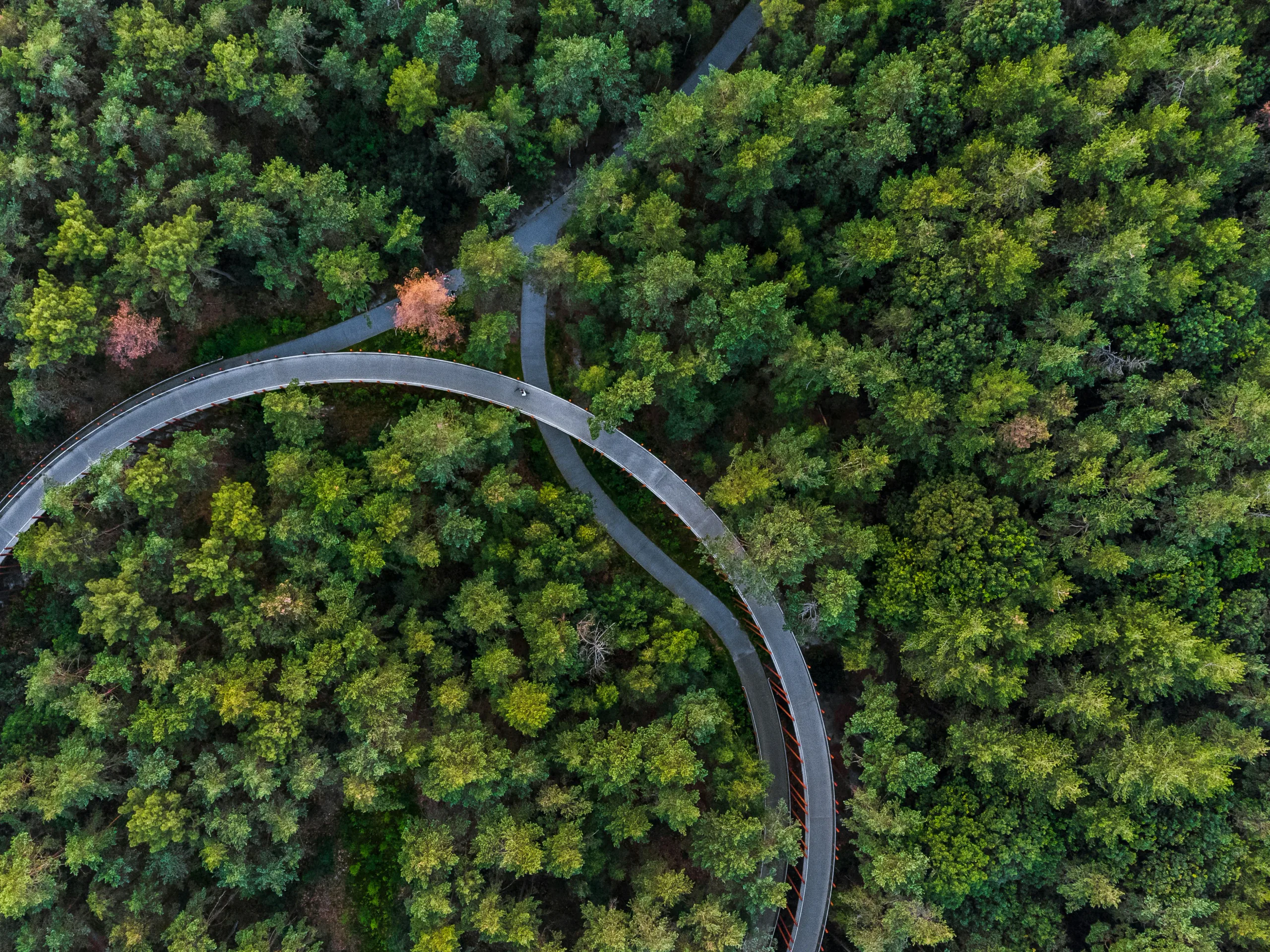 A curved walking path through a forest